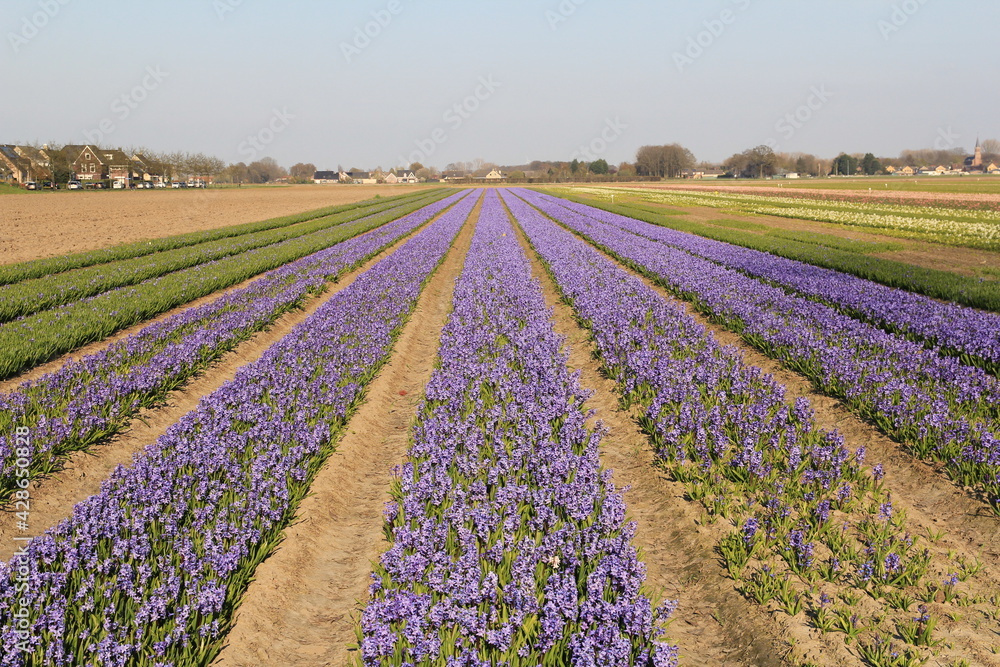 a bulb field with purple hyacinths in the countryside in the netherlands in springtime