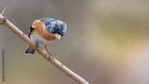 atur, wild lebende tiere, tier, baum, rot, wild, finch photo