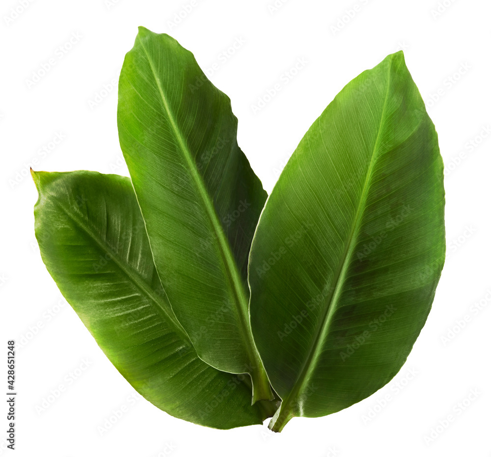Fototapeta premium Fresh greeen banana leaves