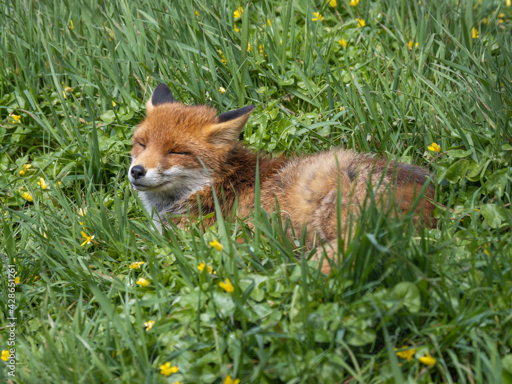 Fototapeta premium Red Fox in Grass