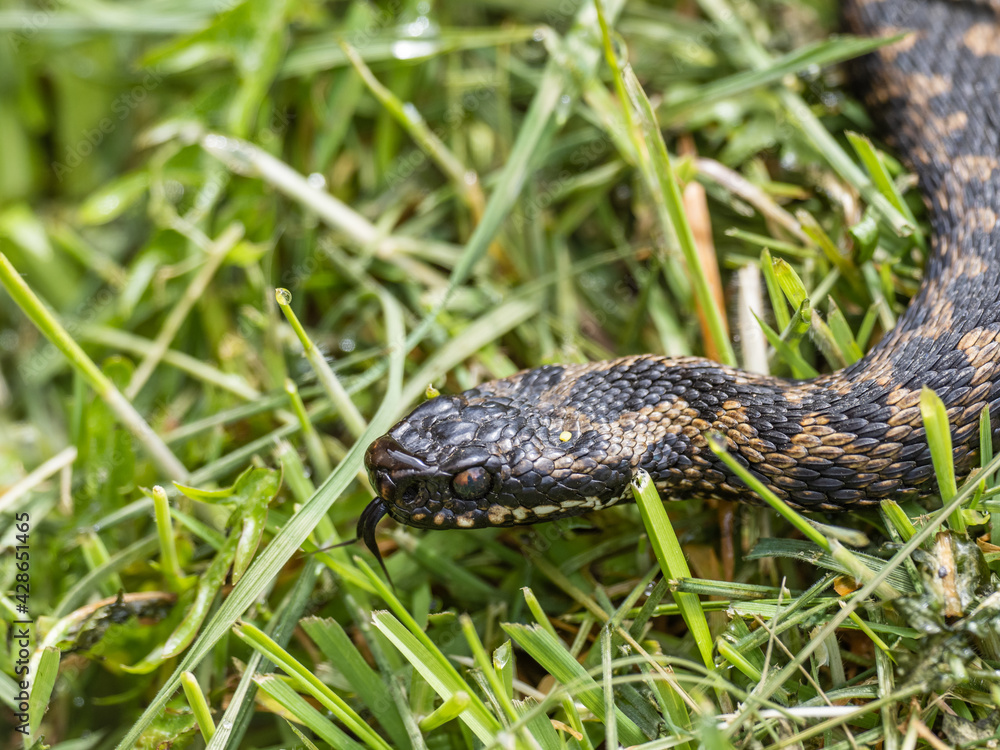 Close-up of Adder with its Tongue out Close-up of Adder with its Tongue out