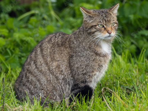 Scotish Wildcat