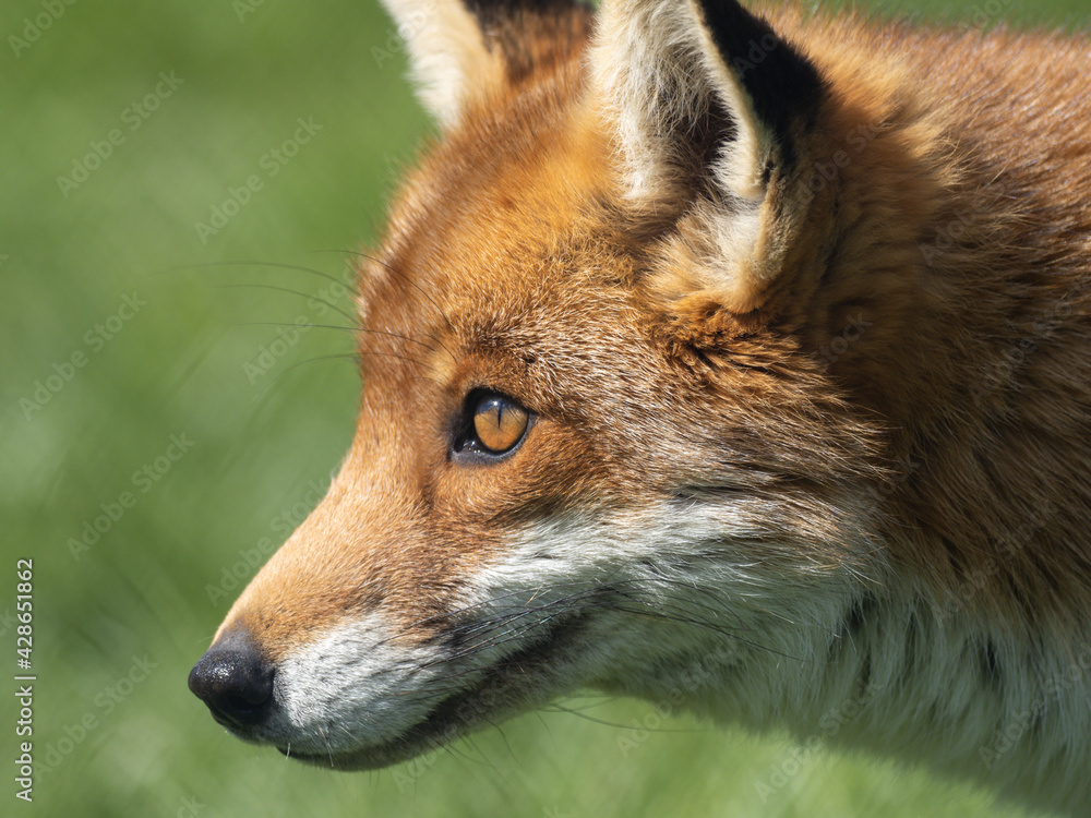 Naklejka premium Close-up of a Red Fox in Grass