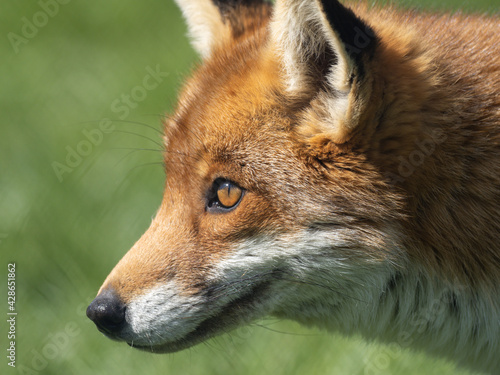 Close-up of a Red Fox in Grass