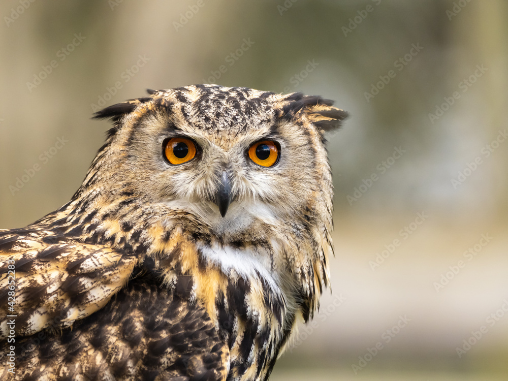 Eagle-owl. Close uo of the Head.