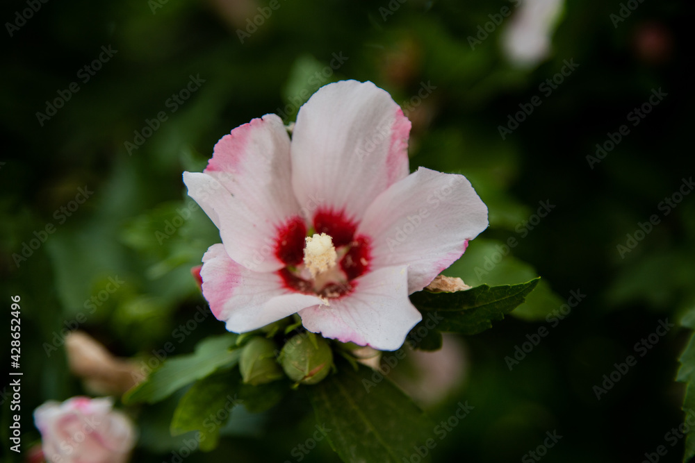 Hibiscus flowers grassy shrub close - up surrounded by green leaves. Hibiscus flowers grassy shrub close - up surrounded by green leaves.