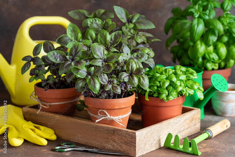 Fresh grown home basil  in pots. Gardening concept.  Violet and green basil in a wooden box. Tools for gardening. Selective focus.