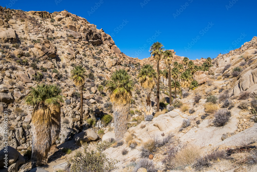 Plants of Lost Palms Oasis in Joshua Tree National Park