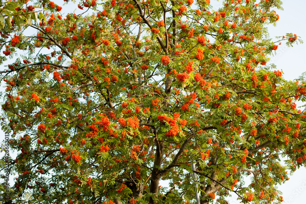 Rowan tree with berries on a blue sky background