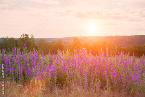Landscape: field of flowering Ivan-tea in sunset light