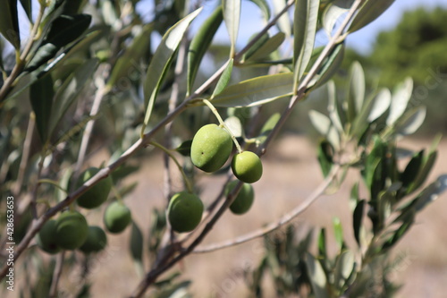 Close-up of a green olive on a branch of an olive tree, Croatia. A picturesque branch of an olive tree with green fruits illuminated by the rays of the sun on a summer day