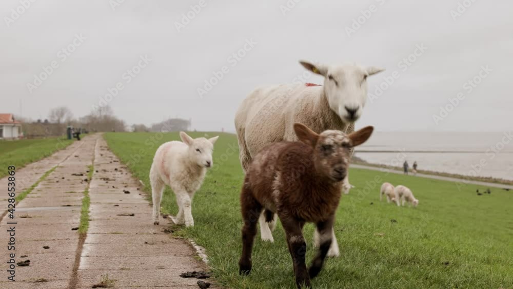 An ewe with her lambs, one brown, walking up to the videographer An ewe with her lambs, one brown, walking up to the videographer