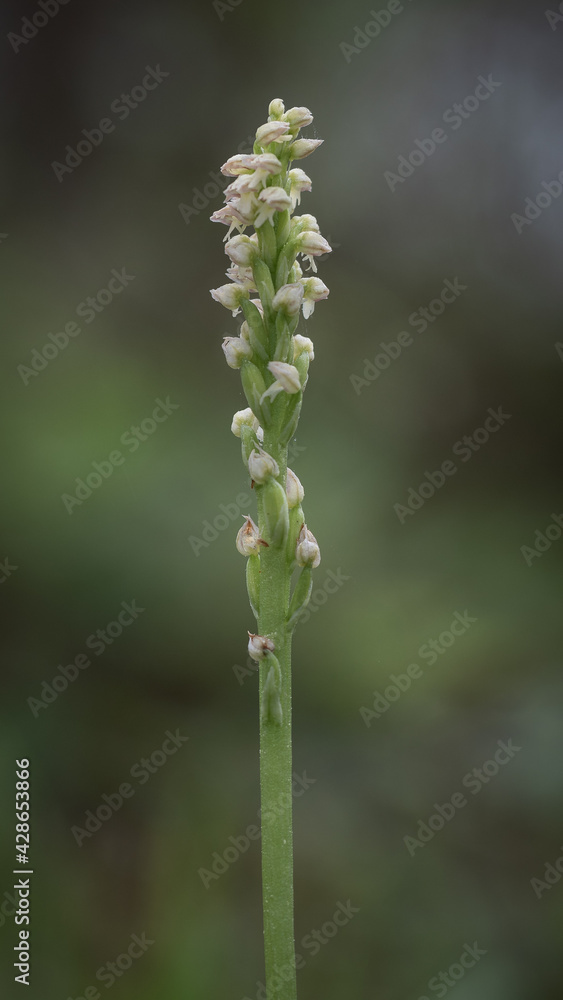 Neotinea maculata Neotinea maculata
