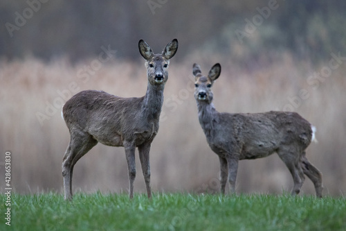 Roe deer on a meadow