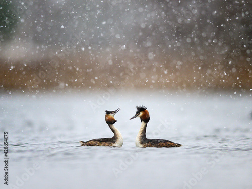 Obraz na plátně Great crested grebe stunning courtship display in snow
