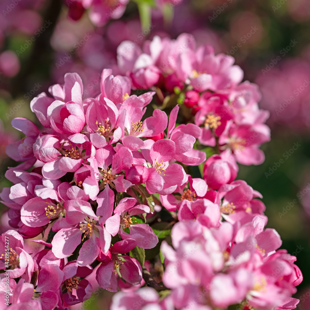 Blühender Zierapfelbaum im Frühling Blühender Zierapfelbaum im Frühling