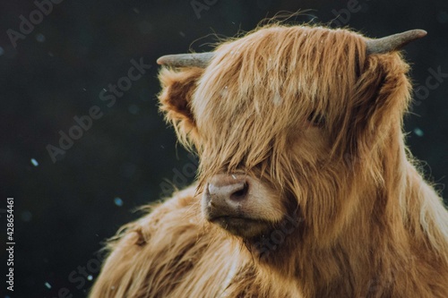 Foto scottish highland cow scotland wildlife