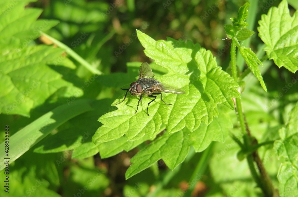 Fly on green leaf in the garden, closeup Fly on green leaf in the garden, closeup