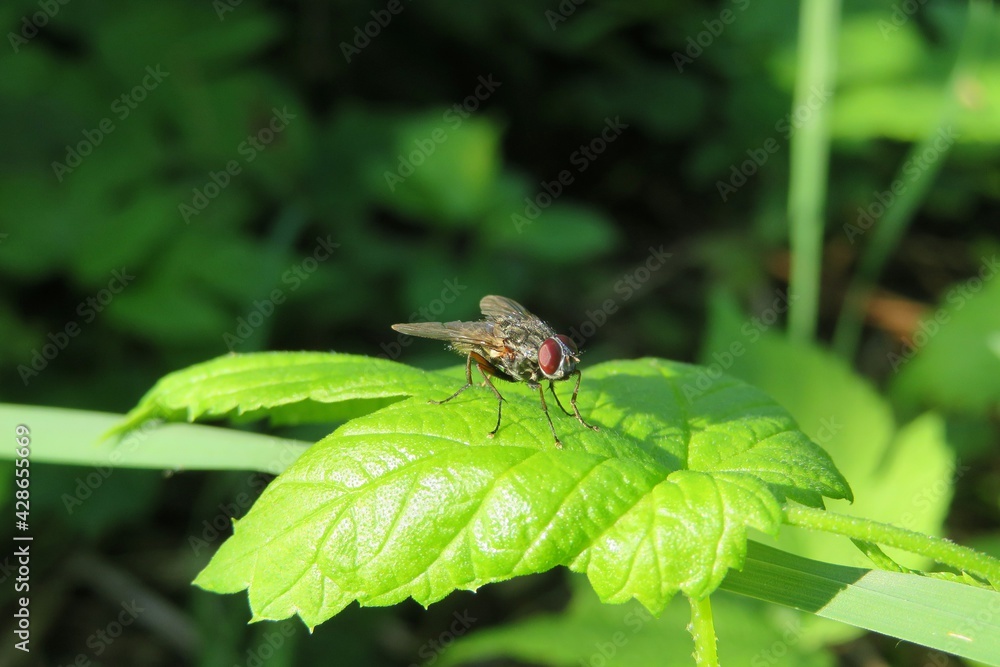 Housefly on a green leaves background in the garden Housefly on a green leaves background in the garden