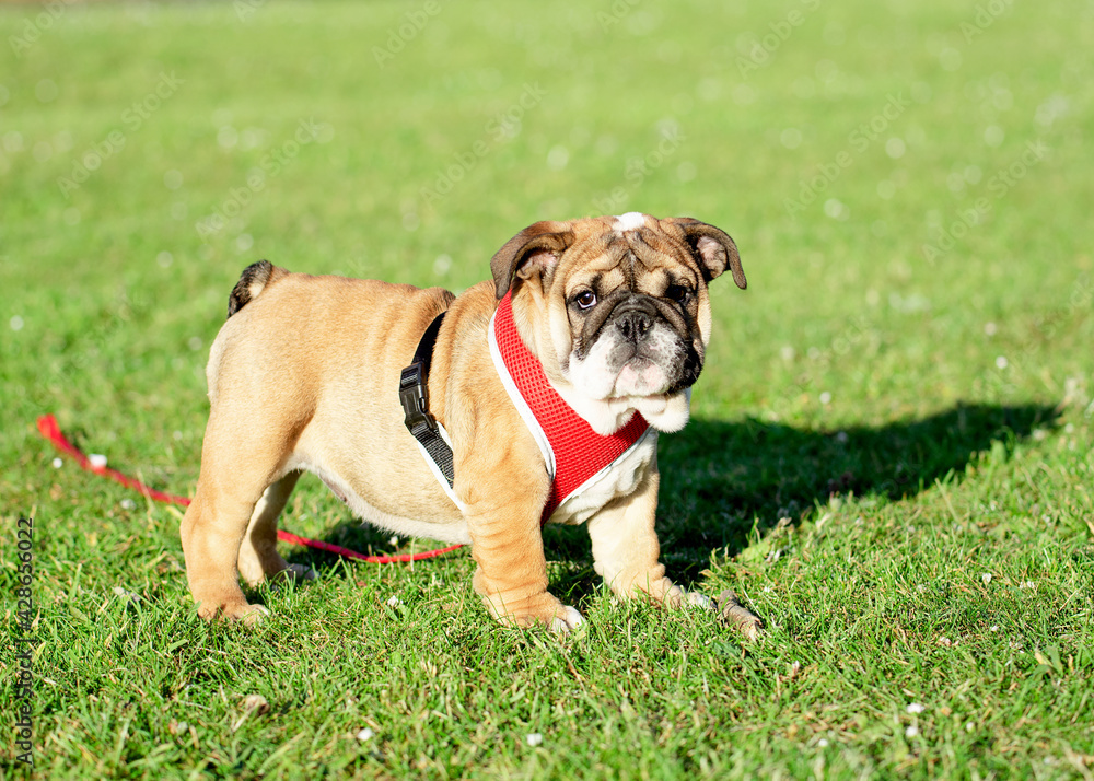 Puppy of Red English Bulldog in red harness out for a walk walking on the green grass