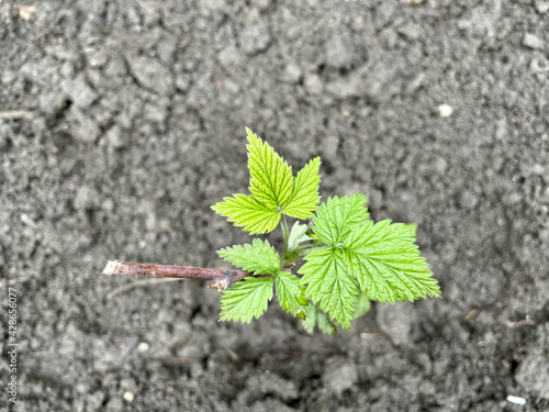 raspberry bush in the garden in spring
