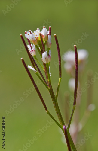 Tableau sur toile Closeup of flowers and siliquae of Hairy bittercress