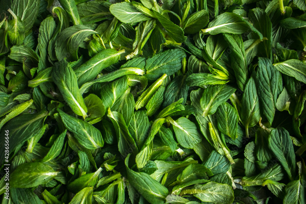 Green, fresh mint leaves. Spice. Closeup. Green, fresh mint leaves. Spice. Closeup.
