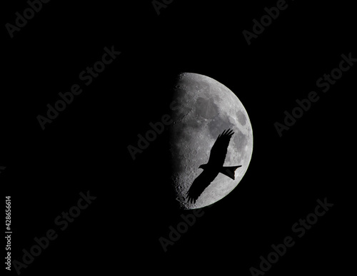 Kite and moon photo