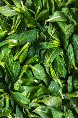 Green, fresh mint leaves. Spice. Closeup.