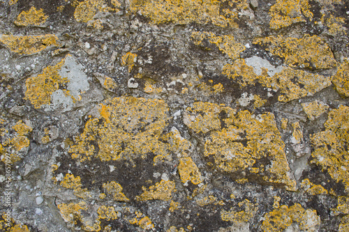 Texture in the form of an old stone wall with yellow lichen.