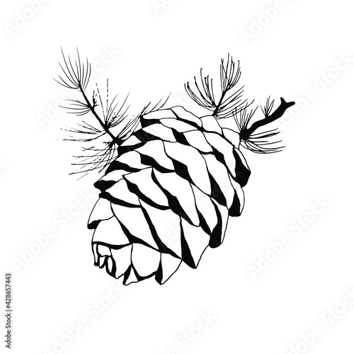 Pine nuts and cones. Hand drawn vector illustration. Doodle