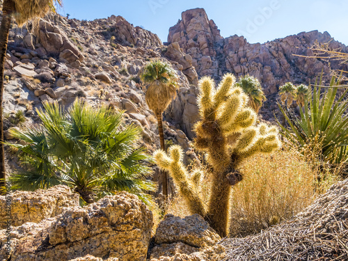 Plants of Lost Palms Oasis in Joshua Tree National Park photo