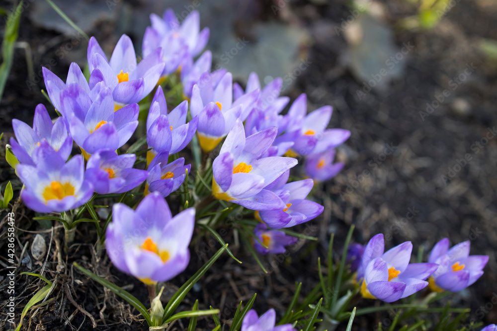 Blue crocuses are the first spring flowers Blue crocuses are the first spring flowers