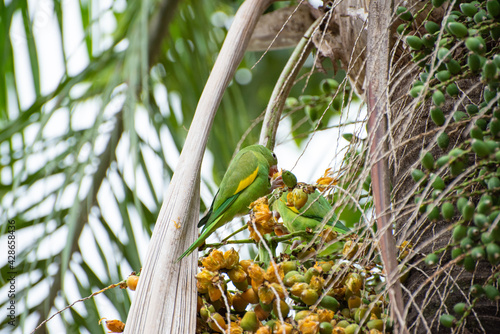 Maritaca bird from Brazil, beautiful bird in Brazil feeding on coconut, selective focus. photo