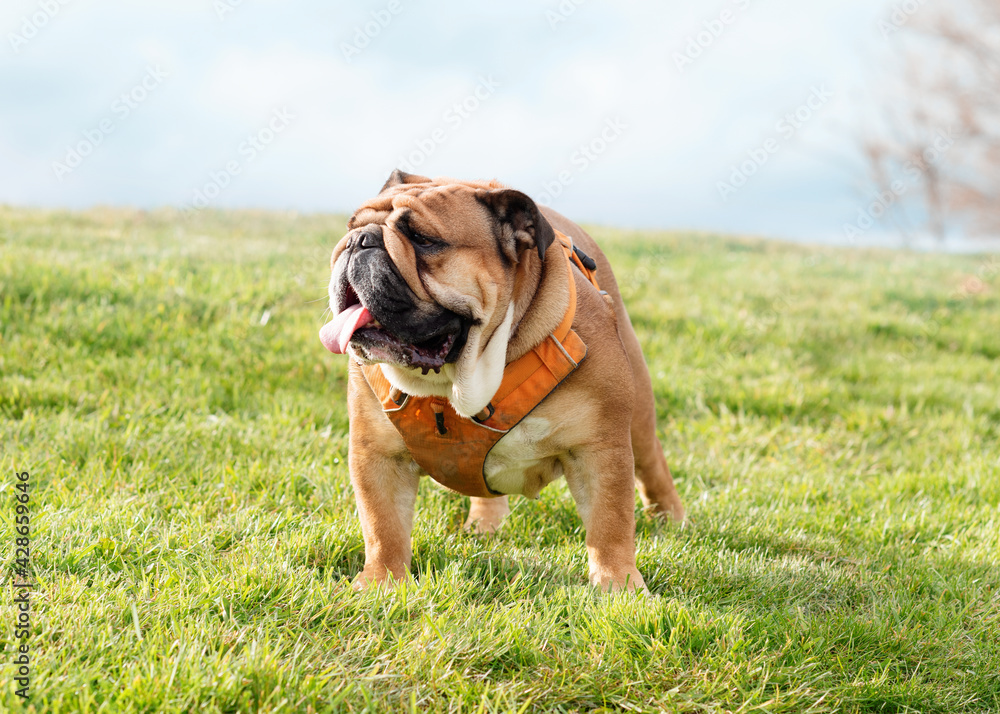 English Bulldogs walking on green grass in the sunny soring day