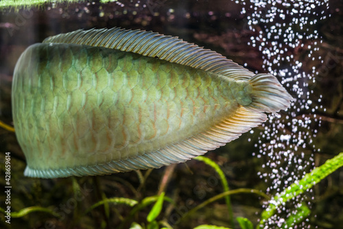 rare exotic huge arowana fish in the aquarium photo