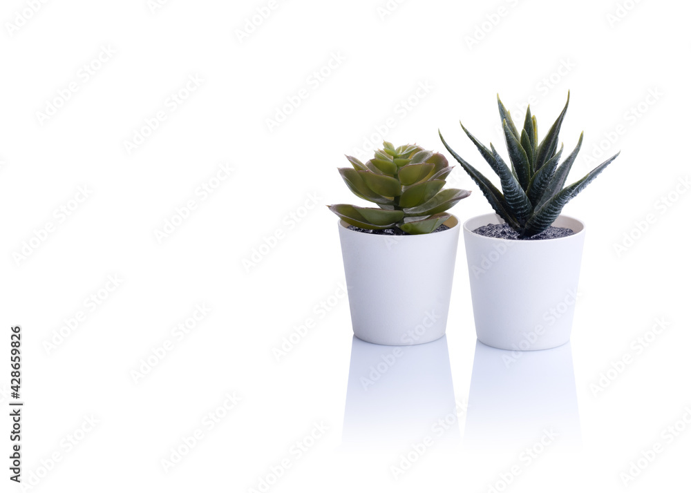 two cactus in a pot on white background two cactus in a pot on white background