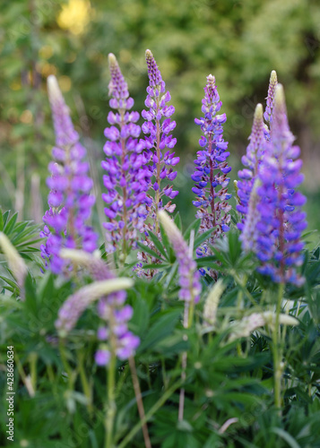 purple Lupines on the green grass at sunset in summer