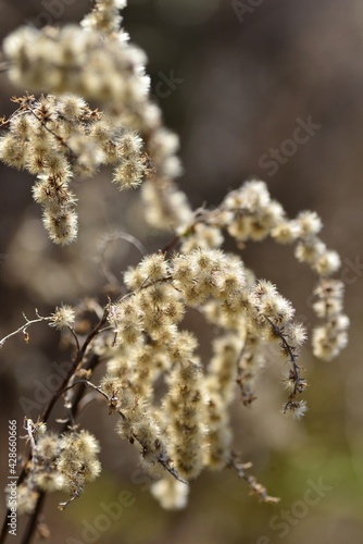 Dormant Cow Parsley, U.K. Dried out plant in Winter .