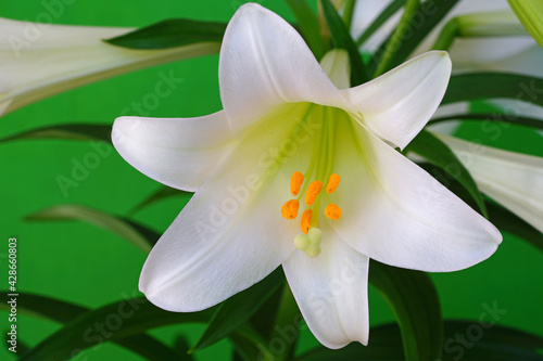 Fotografija Fragrant white and yellow trumpet flowers of Easter Lily flowers (lilium longifl