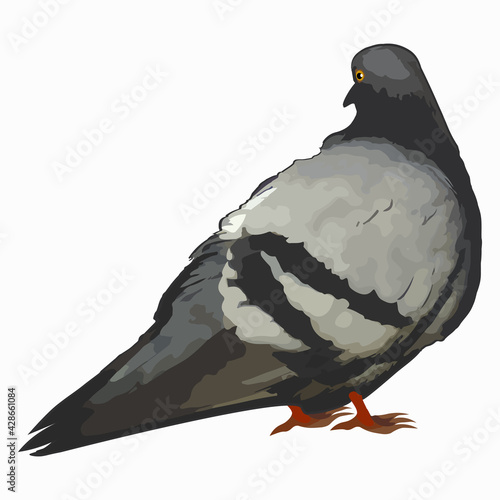 One gray pigeon stands sideways to the viewer. Illustration on a white square background - isolate.