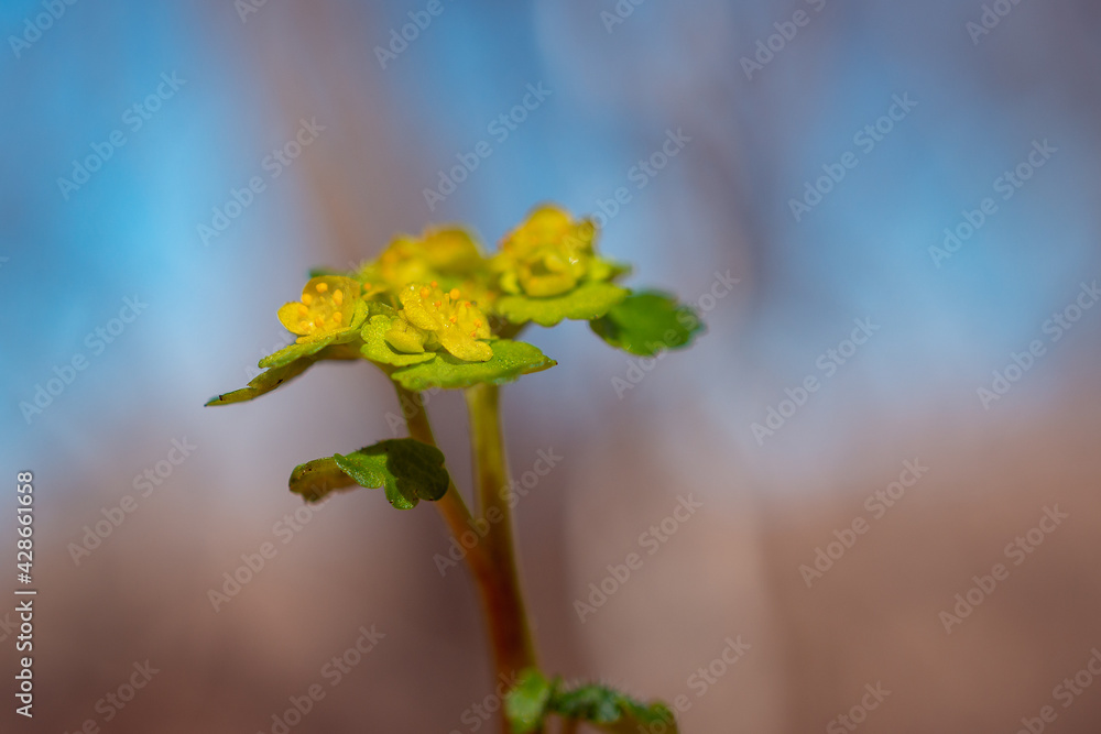 Chrysosplenium alternifolium, a medicinal herb. 