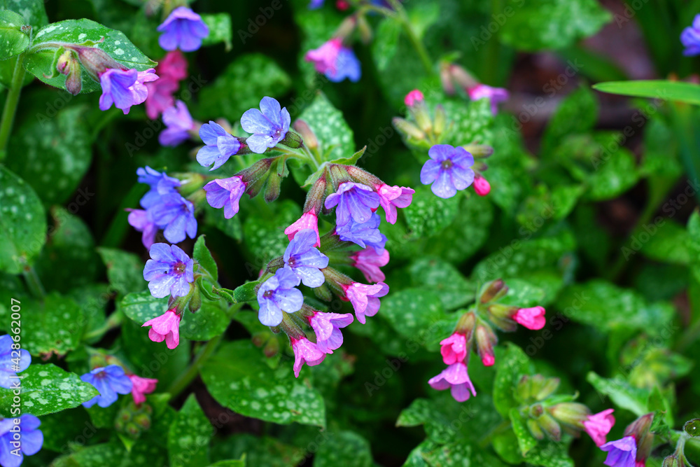 Pulmonaria (lungwort) purple flowers in the spring garden Pulmonaria (lungwort) purple flowers in the spring garden
