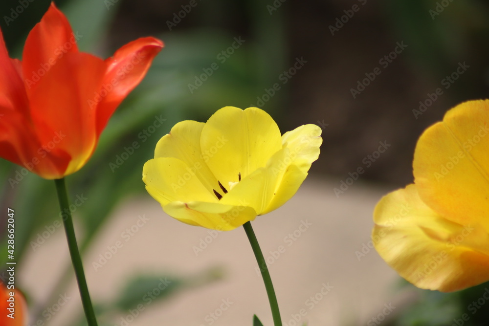 red and yellow tulips