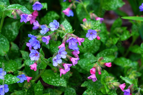 Fototapeta Naklejka Na Ścianę i Meble -  Pulmonaria (lungwort) purple flowers in the spring garden