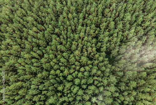 Top view of evergreen fir forest in fog. Aerial photography