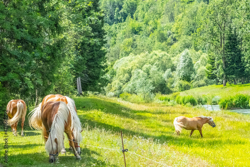 cavalli al pascolo