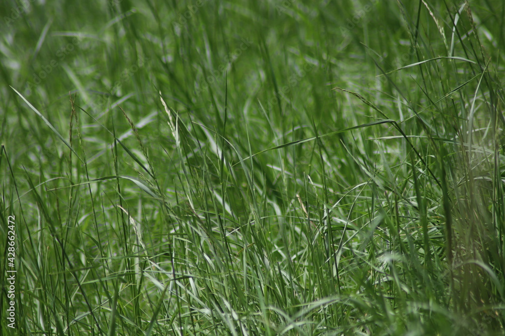 Obraz premium green grass background