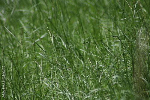 green grass background