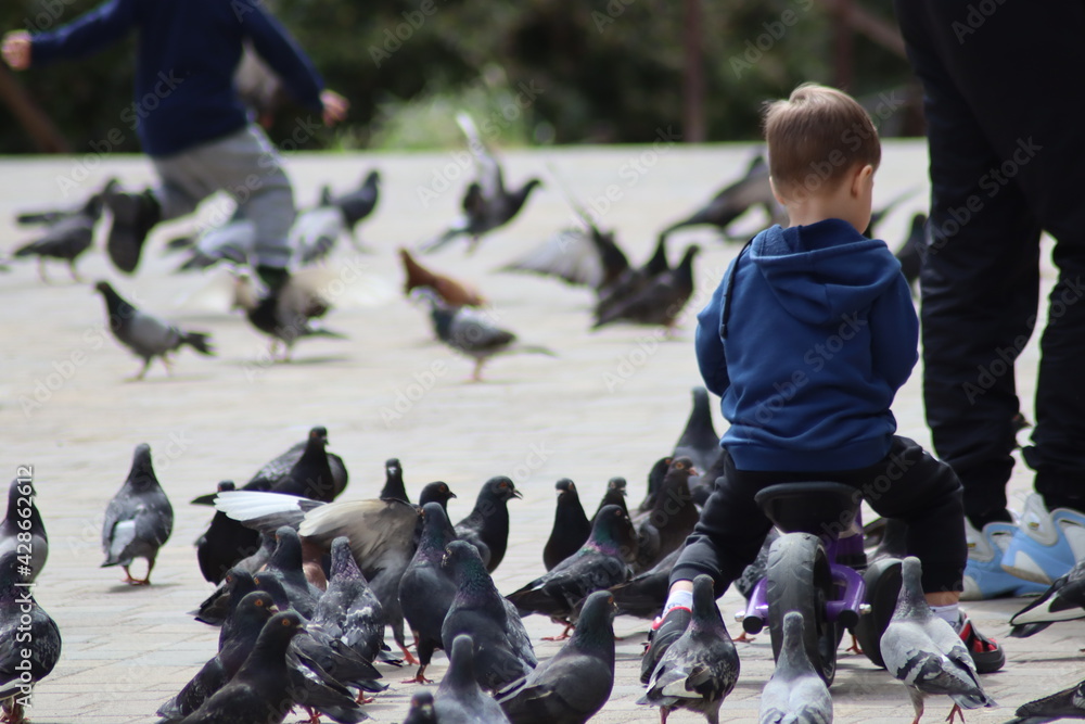Fototapeta premium pigeons on the street